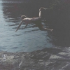 Martina Hoogland Ivanow