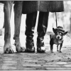 © Elliott Erwitt