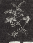 Terese Bolander