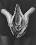 Maja Daniels